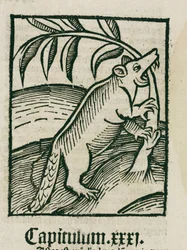 The beaver