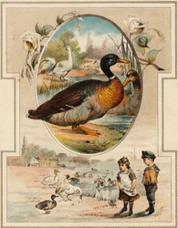 Kaczka. Grawerowanie w „Mon premier Wielki Alfabet”. Bernardin-Bechet Edition, Paryż, ok. 1890. Ilustracje A. des Lilleuls. Brak strony, 46 stron. Wymiary: 31x22cm .