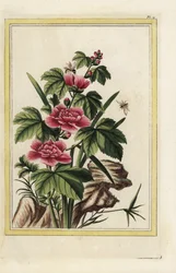 Fioletowe drzewo ma wcielone kwiaty. Malwa różana, Hibiscus syriacus. Ręcznie kolorowana akwaforta Pierre
