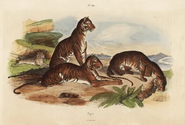 Tygrysy, Panthera tigris, zagrożone