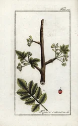 Tomentoza lub guma tacamac (Elaphrium tomentosum). Litografia z "Afbeelding der Artseny-Gewassen" autorstwa Johannesa Zorna (1739-1799), Holandia