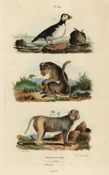 Makak toczek, Macaca sinica, zagrożony 1, makak rezus, Macaca mulatta 2 i auklet papużki, papuga Aethia 3