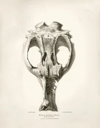 Toxodon Crane, prehistoryczne zwierzę znalezione przez Karola Darwina w pobliżu Montevideo w Urugwaju podczas jego podróży badawczej na pokładzie statku Beagle. Zoologia podróży statku H.M.S. Beagle pod dowództwem kapitana Fitzroya w latach 1832-1836 pod r