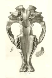 Toxodon Crane, prehistoryczne zwierzę znalezione przez Karola Darwina w pobliżu Montevideo w Urugwaju podczas jego podróży badawczej na pokładzie statku Beagle. Zoologia podróży statku H.M.S. Beagle pod dowództwem kapitana Fitzroya w latach 1832-1836 pod r