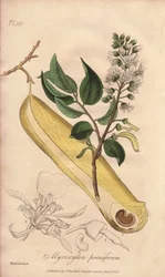 Drzewo gorączki (Myroxylon peruiferum) - mocna woda autorstwa Williama Clarke