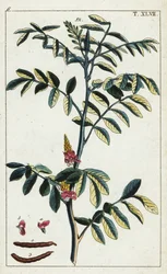 Prawdziwe indygo, Indigofera tinctoria.