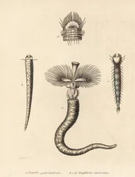 Serpula vermicularis (Serpula contortuplicata) i Amphictene auricoma (Amphitrite auricoma). Ręcznie kolorowana litografia autorstwa Gebharta na podstawie ilustracji Zehnera z Galerii Historii Naturalnej Georga Friedricha Treitschke, Naturhistoris