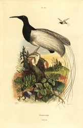 Dwunastoprzewodowy rajski ptak , Seleucidis melanoleucus