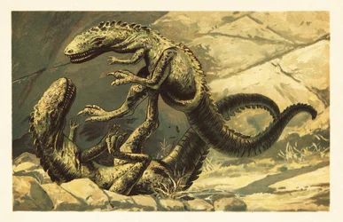 Dwa walczące Dryptosaurus aquilunguis.1908 (litografia)