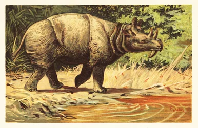 Uintatherium anceps, wymarły roślinożerny ssak eocenu.1908 (litografia)