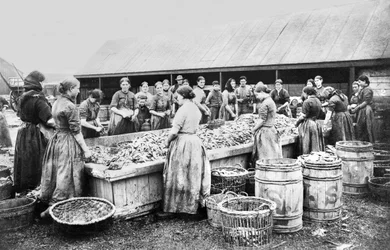 Wielka Brytania : Kobiety patroszące śledzie. Aberdeen, ok. 1880 r