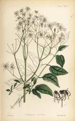 Powojnik prosty, Clematis recta (Clematis erecta). Ręcznie kolorowana litografia autorstwa Henry