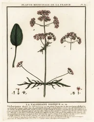 Waleriana, Valeriana dioica.