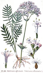 Waleriana lekarska, ok. 1880-1900 (rycina)