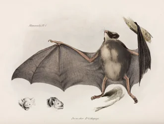 Nietoperz wampir, Ameryka Południowa, ok. 1832-1836