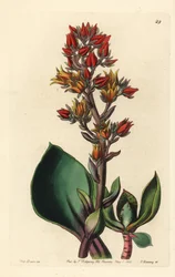 Odmiana Echeveria (soczysta roślina z Ameryki) - Echeveria ostrolistna, Echeveria acutifolia. Ręcznie kolorowany miedzioryt autorstwa George