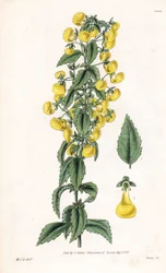 Odmiana calceolaria lub mały pantofelek lub damska torebka - Pantofelek wąskolistny, Calceolaria angustiflora. Ręcznie kolorowany miedzioryt wykonany przez Swana na podstawie ilustracji Williama Jacksona Hookera z "Botanical Magazine" Samuela Curtisa w Lon