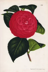 Odmiana wielbłąda hybrydowego o nazwie Marchesa Davia (Camellia japonica, Thea japonica) o czerwonych kwiatach z karmazynowymi żyłkami. Chromolitografia autorstwa P. de Pannemaekera, opublikowana około 1880 r. w Gandawie (Belgia), w L