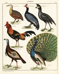 Odmiany ptaków. 1841 (litografia)