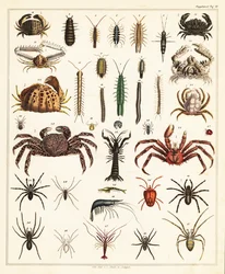 Odmiany krabów i pająków, 1841 (litografia)