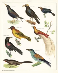 Odmiany ptaków egzotycznych. 1841 (litografia)