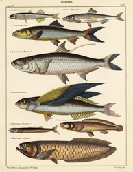 Odmiany ryb.,1841 (litografia)