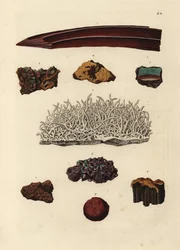 Odmiany rudy żelaza. Ręcznie kolorowany miedzioryt według ilustracji z Deliciae Naturae Selectae Georga Wolfganga Knorra z Kabinet van Zeldzaamheden der Natuur, Blusse and Son, Norymberga.