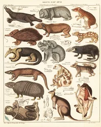 Odmiany torbaczy. 1841 (litografia)