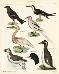 Odmiany ptaków morskich. 1841 (litografia)