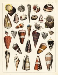 Odmiany muszli, mięczaków, 1841 (litografia)