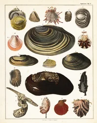 Odmiany muszli, mięczaków, 1841 (litografia)