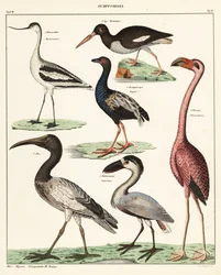 Odmiany ptaków brodzących. 1841 (litografia)