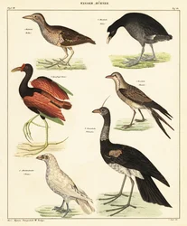 Różnorodność ptactwa wodnego. 1841 (litografia)