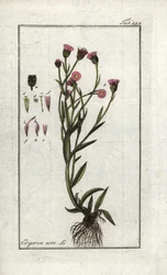 Vergerette acre (Erigeron acris). Litografia z "Picture of Artseny-Gewassen" autorstwa Johannesa Zorna (1739-1799), Holandia