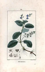 Veronique des ruisseaux ou cress de cheval or salad de chouette - Engraving by Lambert fils, from the drawing by Pierre Jean Francois Turpin (1775-1840), extracted from La flore medicale, de Chaumeton, Poiret et Chamberet, Paris 1830 - Brooklime or Europea