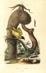 Wioski tkacz i gniazdo, Ploceus cucullatus i żurawia, gatunki Tipula