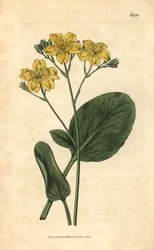 Villardie - Villarsia ovata (Oval-leaved cape buckbean, Menyanthes ovata). Ręcznie kolorowana rycina botaniczna z Curtis