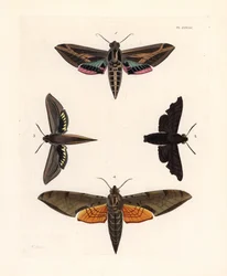 Ćma sfinks winoroślowy, Eummorpha vitis 1, sfinks żałobny, Enyo lugubris 2, sfinks tersa, Xylophanes tersa 3 i sfinks smugowy, Proambulyx strigilis 4. Ręcznie kolorowana litografia z nowego wydania Dru Drury