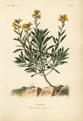 Vallilover, ręka Erysimom, ręka Chiranthos, Giroulee