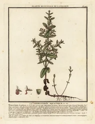 Ożanka wodna, Teucrium scordium.