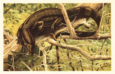 Waran wodny, salwator Varanus. 1908 (litografia)