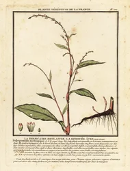 Papryka wodna, hydropiper Persicaria.