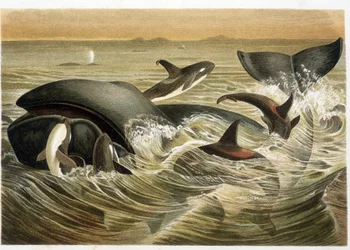 Wieloryby i orki, ilustrowane kolorem przez W. Kuhnerta w „Vita degli Animali” A.E. Brehma, wydanie z 1893 r.