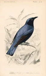 Drongo białobrzuchy, Dicrurus caerulescens. Ręcznie kolorowana rycina Fourniera na podstawie ilustracji Edouarda Traviesa z Dictionnaire Universelle d