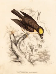 Płaskonos białogrzbiety, Platyrinchus mystaceus (Płaskonos żółtogrzbiety, Platyrhynchus cancromus). Ręcznie kolorowany staloryt z Galerii Historii Naturalnej Georga Friedricha Treitschke, Naturhistorischer Bildersaal des Thierreiches, Lipsk