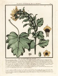 Biały lulek, Hyoscyamus albus.