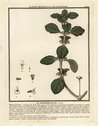 Szanty zwyczajnej, Marrubium vulgare.