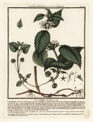 Biała pokrzywa, album Lamium.