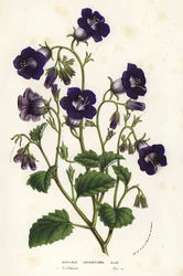 Dzikie dzwonki Canterbury, facelia mniejsza (Whitlavia grandiflora). Ręcznie kolorowana litografia z dzieła Louisa van Houtte