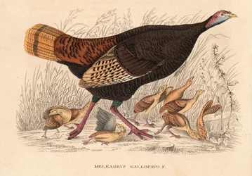 Dziki indyk, Meleagris gallopavo, kura z pisklętami. Ręcznie kolorowana litografia z Galerii Historii Naturalnej Georga Friedricha Treitschke, Naturhistorischer Bildersaal des Thierreiches, Lipsk.